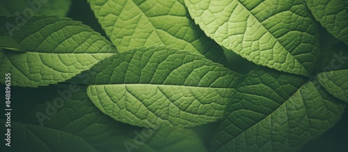 Background texture with detailed macro leaves creating a copy space image