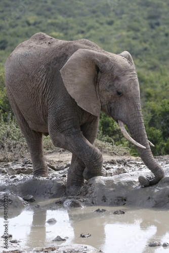 Elefant in einem Wasserloch