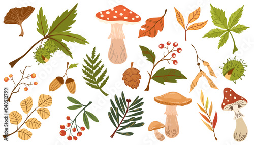 Set of dried autumn leaves, berries and mushrooms. Collection of various chestnut, acorn, branches and foliage. Beautiful seasonal rowan berries and oak leaf. Vector flat illustration.