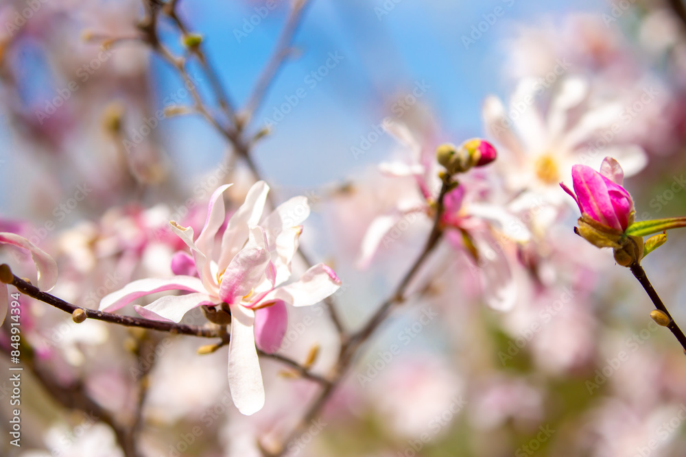 Fototapeta premium Blooming magnolia in spring. Beautiful buds of pink flowers close-up with blurred space for text.