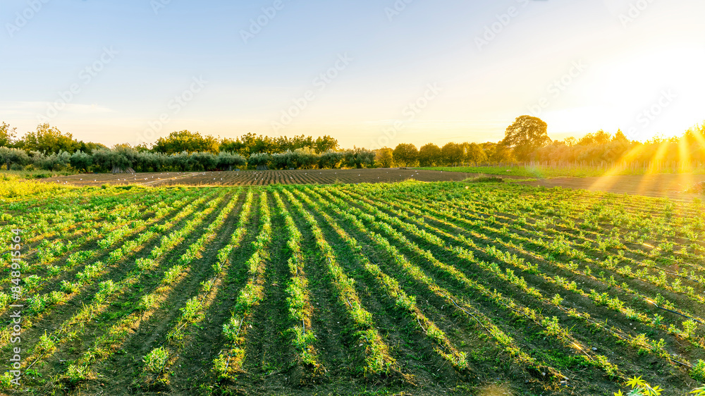 beautiful view in a green farm field with rows of rural plants and vegetables with amazing sunset or sunrise on background of agricultural landscape beautiful view in a green farm field with rows of rural plants and vegetables with amazing sunset or sunrise on background of agricultural landscape