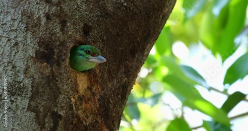Head out of its burrow as it looks around while the camera zooms out, Moustached Barbet Psilopogon incognitus, Thailand photo