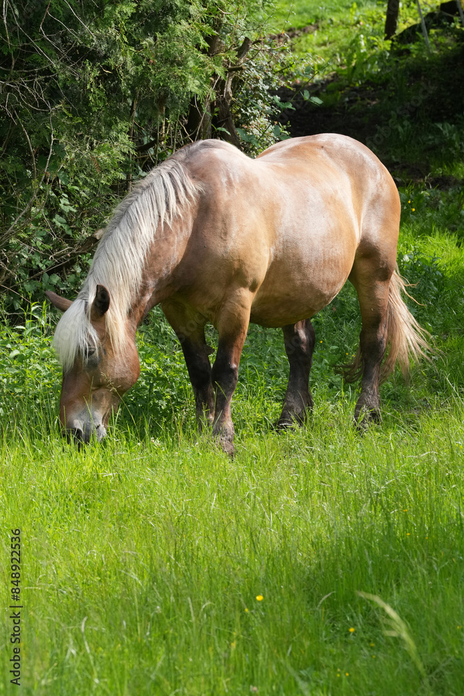 Pferd auf der Weide Comtois Pferd Pferd auf der Weide Comtois Pferd