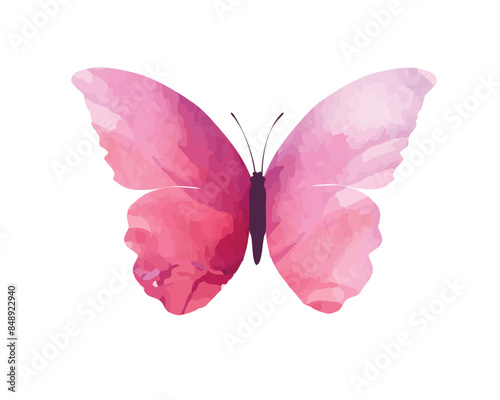 pink butterfly on white background	