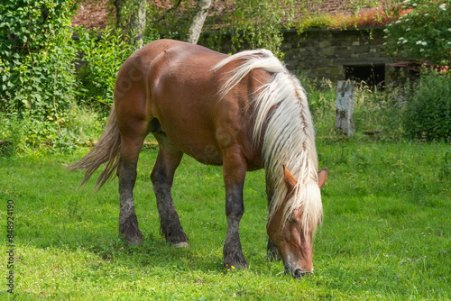 Pferd auf der Weide Comtois Pferd 