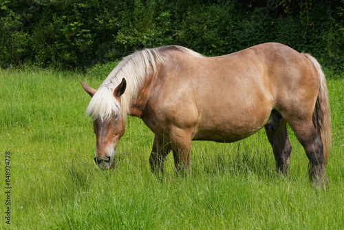 Pferd auf der Weide beim Grasen