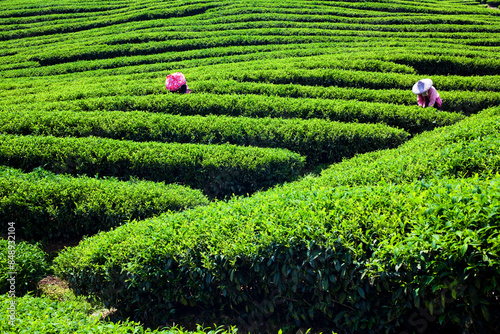 Beautiful tea plantation landscape on the mountaintop of Nantou, Taiwan.
