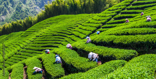 Beautiful tea plantation landscape on the mountaintop of Shizhao in Chiayi, Taiwan.