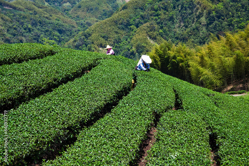 Beautiful tea plantation landscape on the mountaintop of Nantou, Taiwan.