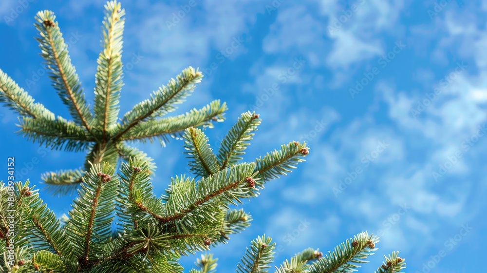 Christmas tree detail against a blue sky Christmas tree detail against a blue sky