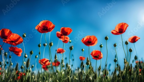 Poppy Flowers And Blue Sky