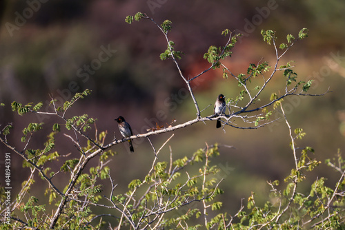Canvas Print two red-eyed bulbul birds sit on a branch in Etosha NP, Namibia
