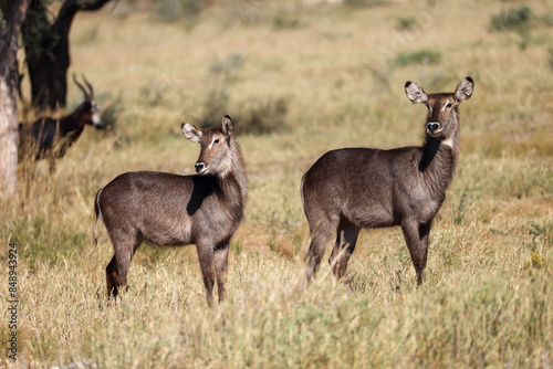 two waterbuck antelopes