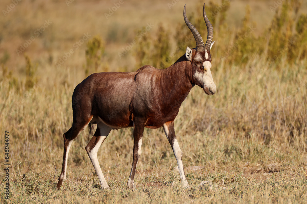 one single blesbok antelope in the savannah of Namibia one single blesbok antelope in the savannah of Namibia