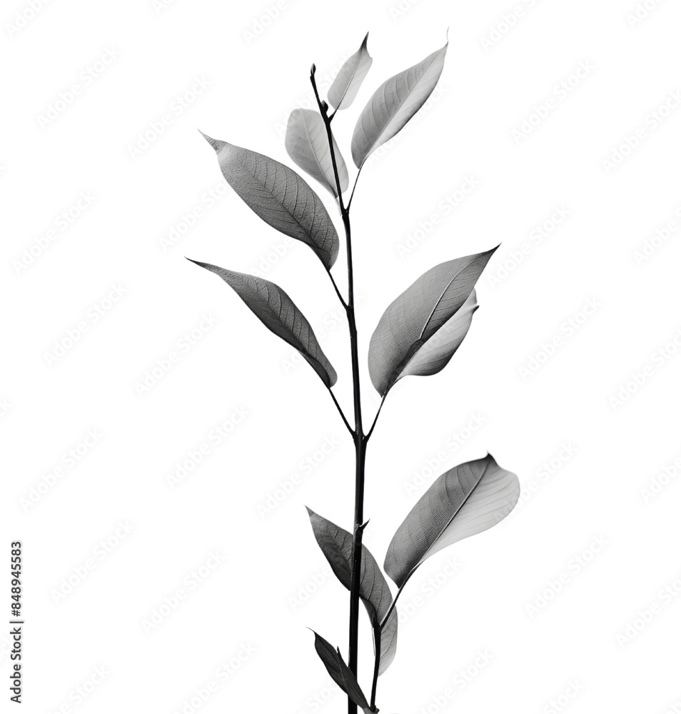 Obraz premium Black and white photograph capturing the minimalist beauty of a single plant stem with leaves in fine detail