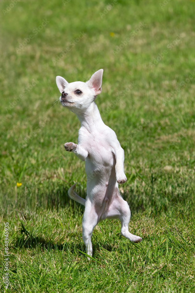 Cute little Chihuahua dog dancing on his hind legs. Cute little Chihuahua dog dancing on his hind legs.