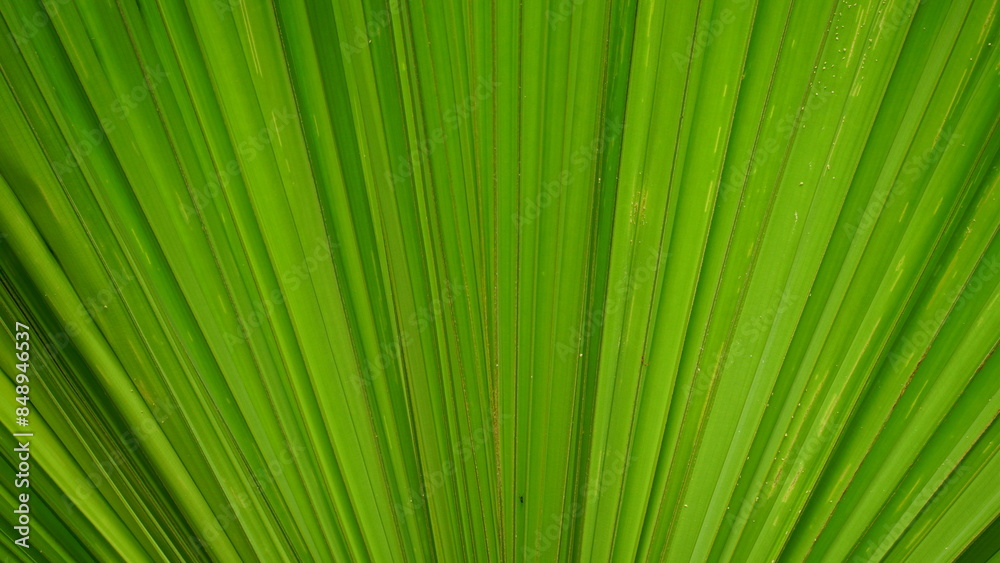 Close-up of palm leaf texture