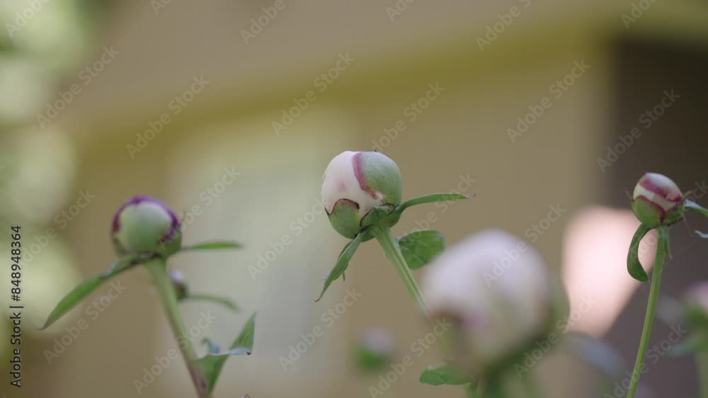 Buds and bulbs of poppy flowers in close up. Buds and bulbs of poppy flowers in close up.