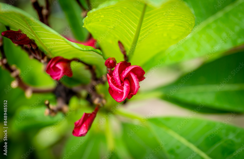 the red flower in the nature with dramatic tone the red flower in the nature with dramatic tone