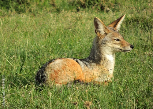 watchful jackal sitting in the grass on safari in maasai mara national reserve in kenya, east africa