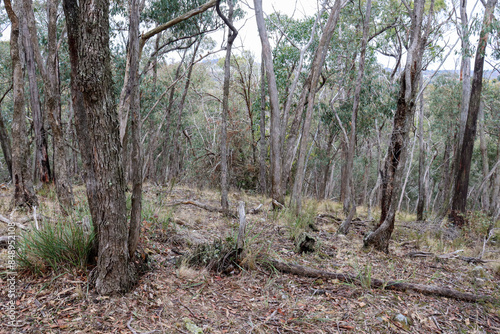 australian bushland landscape in historic gold diggings