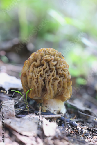 Verpa bohemica, known as the early morel, early false morel) or the wrinkled thimble-cap, wild edible mushroom from Finland photo