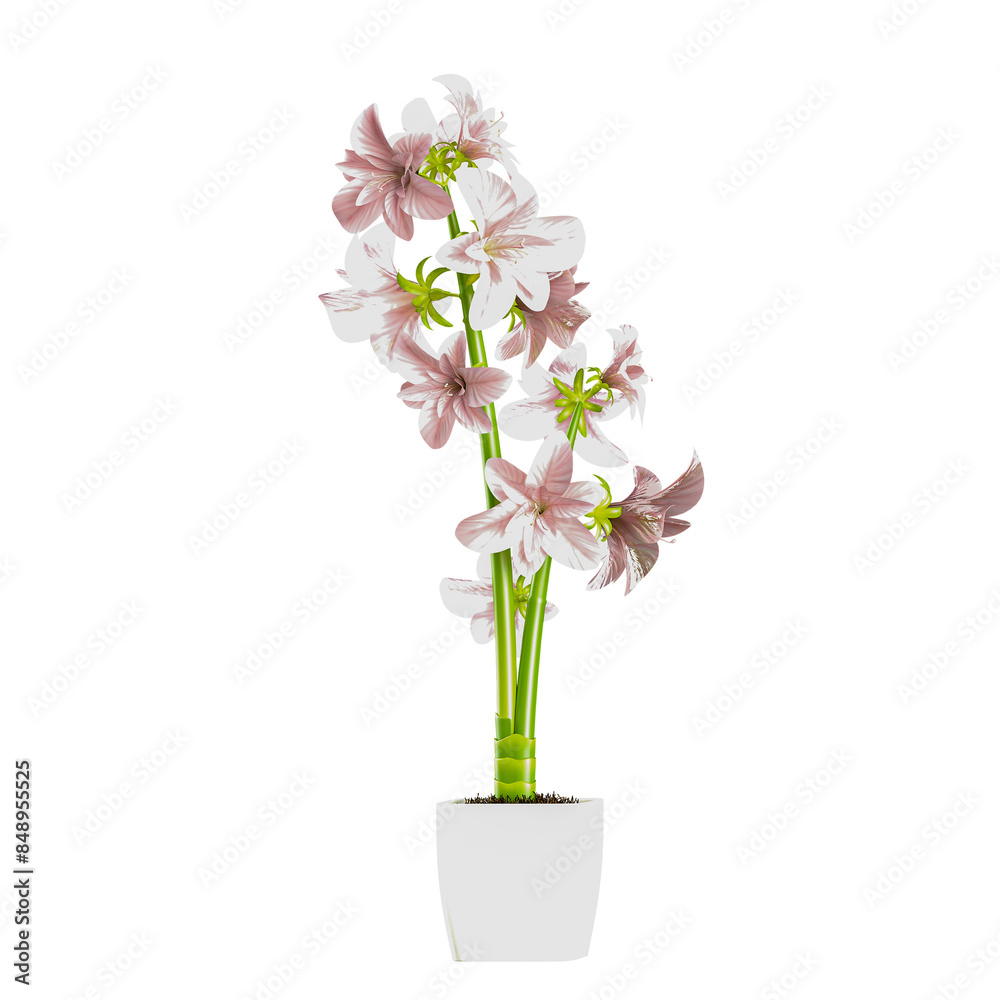 3d rendering of Pink Hippeastrum flowers plant 3d rendering of Pink Hippeastrum flowers plant