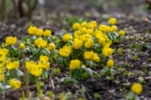 Bunch of Eranthis hyemalis flowering plants, common winter aconite in bloom, early spring bulbous flowers, macro detail view