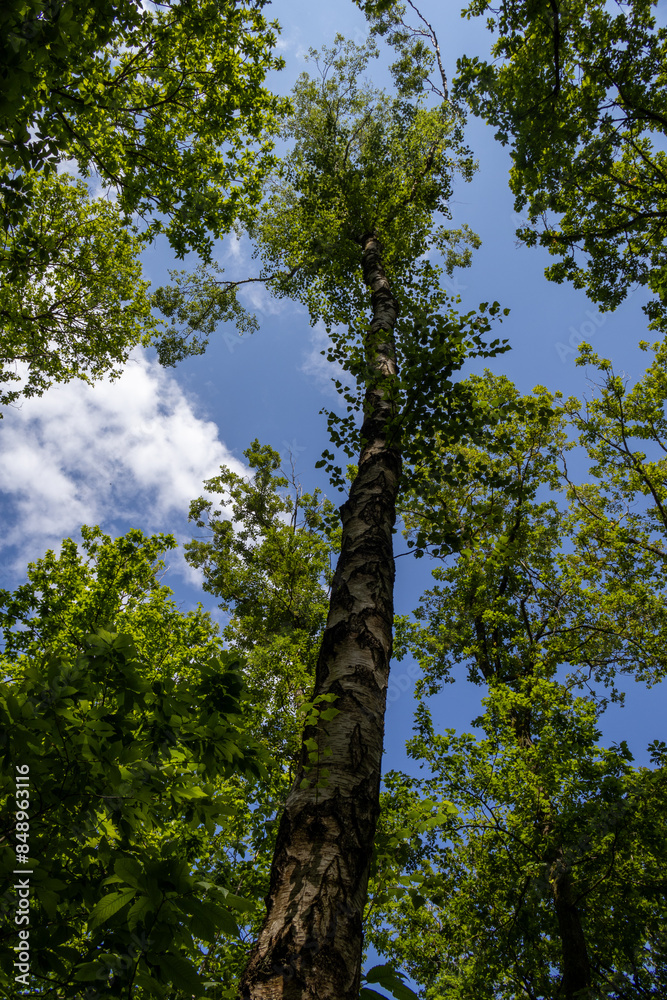 Fototapeta premium trees in the forest