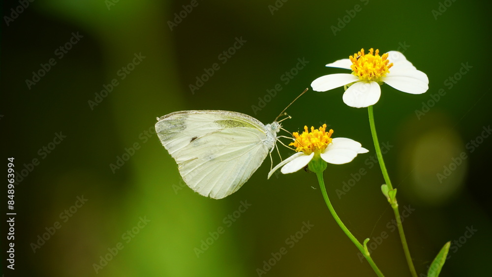 Close-up of white butterfly sucking nectar Close-up of white butterfly sucking nectar