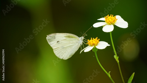 Close-up of white butterfly sucking nectar © Nguyen Thi Nhu Quynh