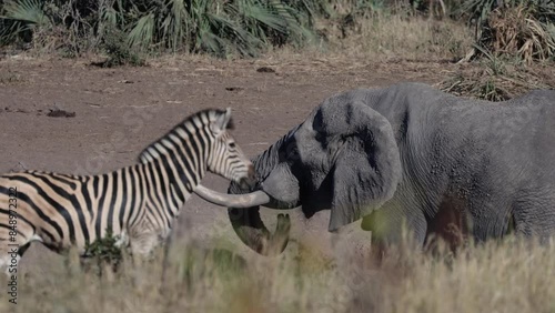 African elephants and zebras at the waterhole