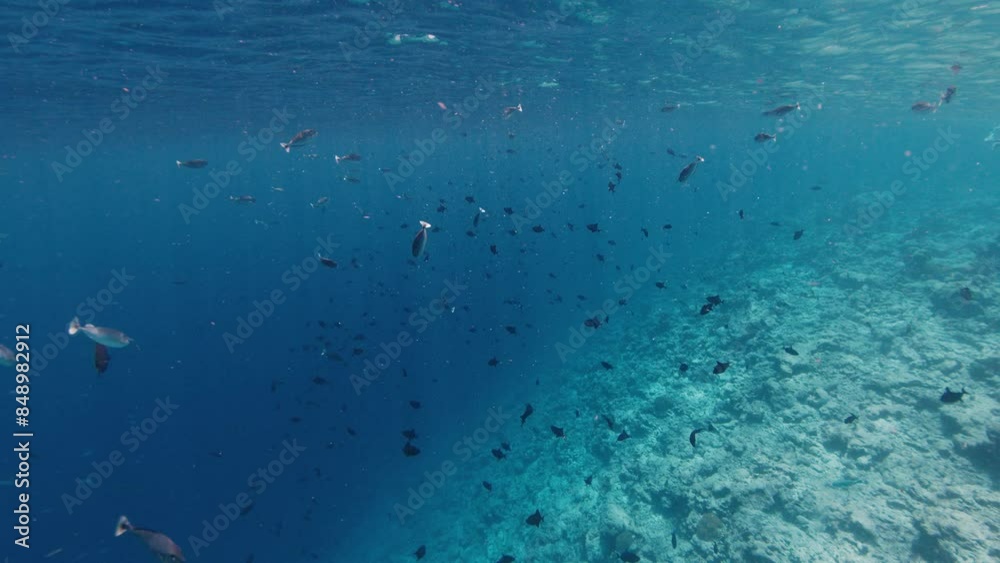 Underwater view of the calm tropical sea and edge of the reef with fish in the Maldives Underwater view of the calm tropical sea and edge of the reef with fish in the Maldives