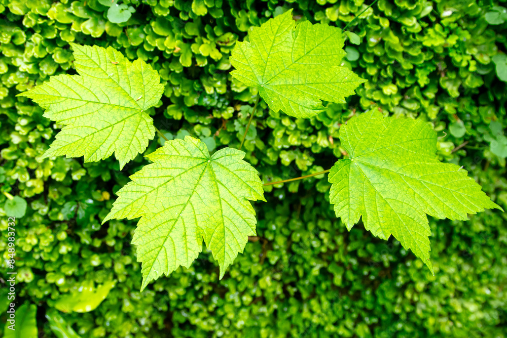 Green leaves on a tree in nature Green leaves on a tree in nature