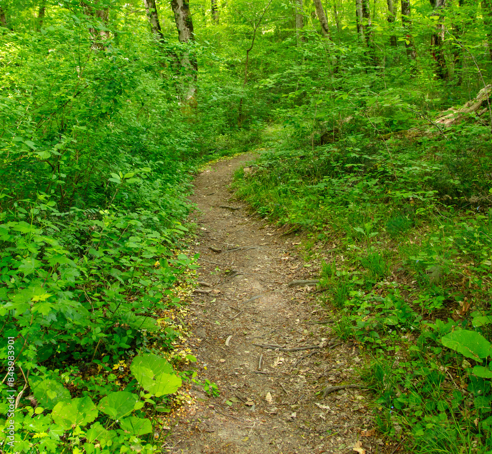 Dirt road in the forest in nature in summer Dirt road in the forest in nature in summer