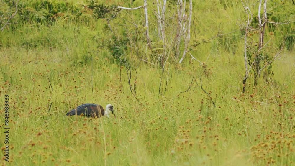 Beautiful panorama landscape lonely African bird walking in marshland wilderness, Wild nature birds of South Africa in natural habitat. African safari, exotic. Conservation nature in national park Beautiful panorama landscape lonely African bird walking in marshland wilderness, Wild nature birds of South Africa in natural habitat. African safari, exotic. Conservation nature in national park