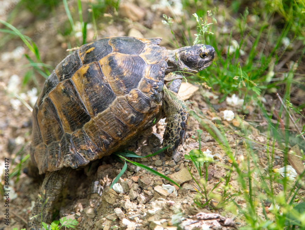 A turtle crawls along the ground in summer A turtle crawls along the ground in summer