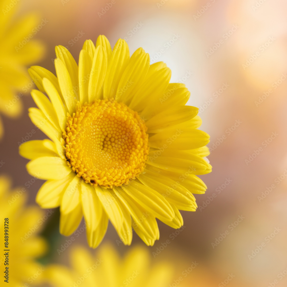 Obraz premium yellow daisy