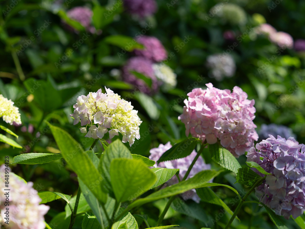 鮮やかな紫陽花が咲く植物園の風景 鮮やかな紫陽花が咲く植物園の風景