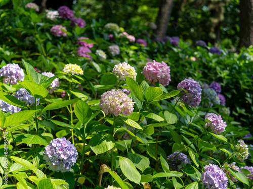 鮮やかな紫陽花が咲く植物園の風景