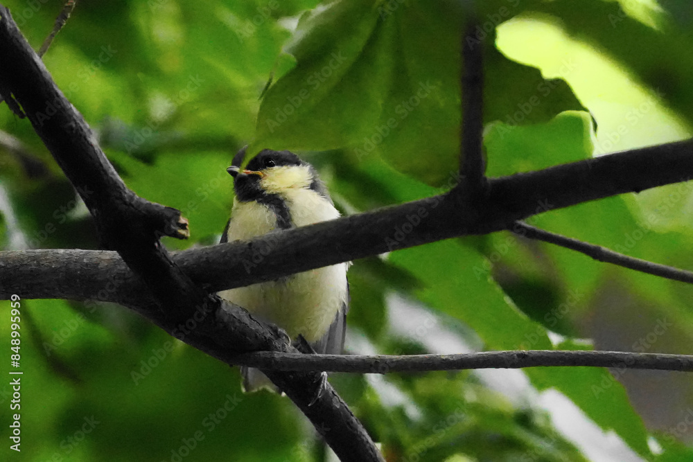 Obraz premium 枝に止まるシジュウカラの幼鳥