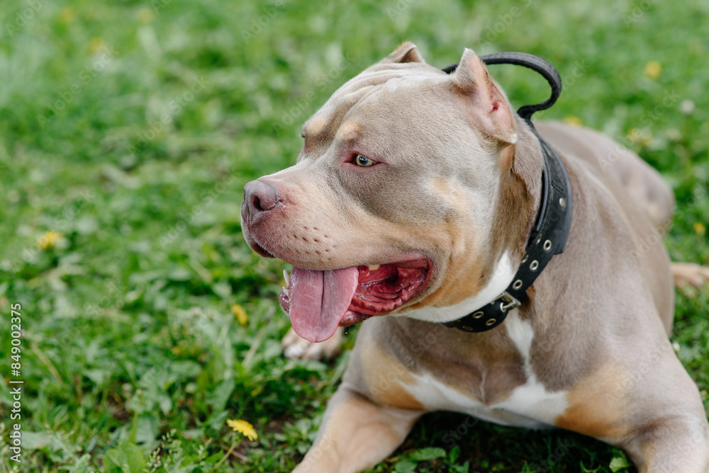 American Bully walks in park with owner, brown dog lying on green grass, tongue out, dogwalking concept American Bully walks in park with owner, brown dog lying on green grass, tongue out, dogwalking concept