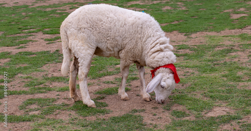 Fototapeta premium Close up photo of Sheep in the farm