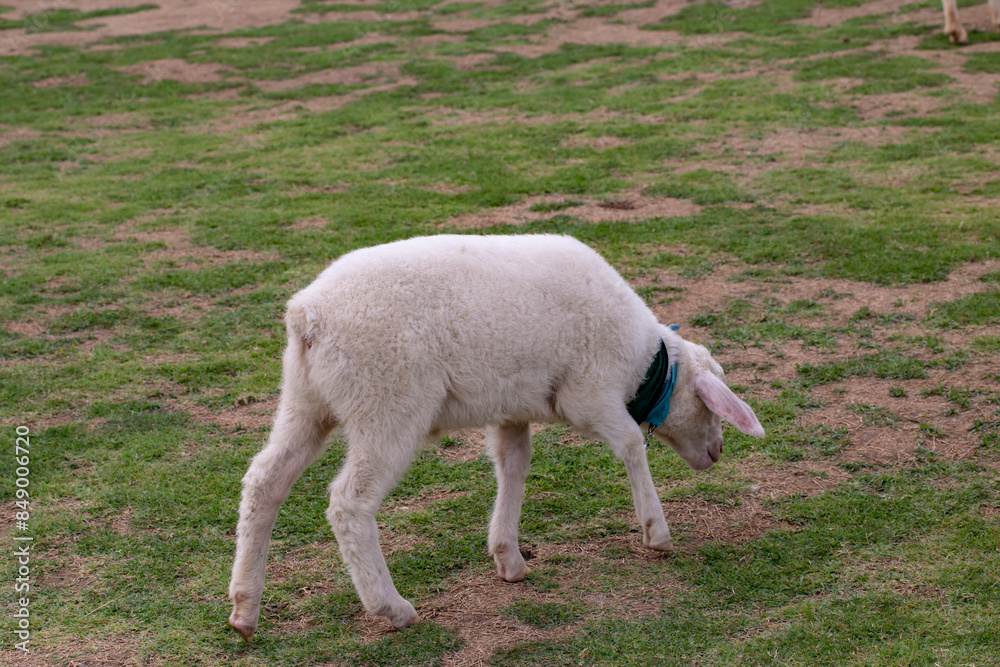 Obraz premium Close up photo of Sheep in the farm