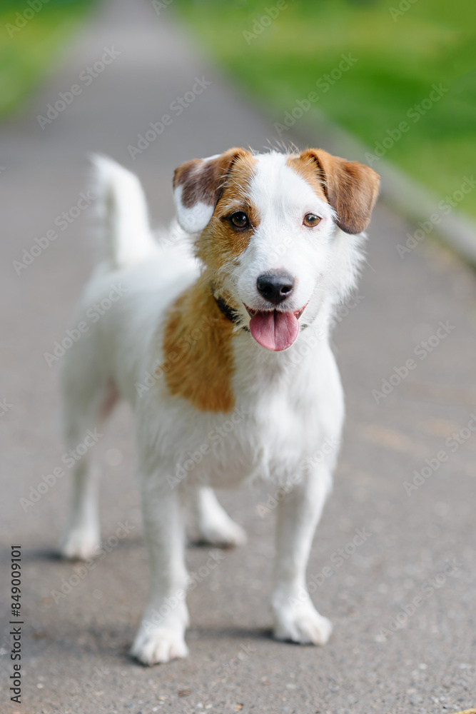 Jack Russell Terrier walks in park with owner, white dog with brown ears standing on asphalt path, tongue out, dogwalking concept, vertical Jack Russell Terrier walks in park with owner, white dog with brown ears standing on asphalt path, tongue out, dogwalking concept, vertical
