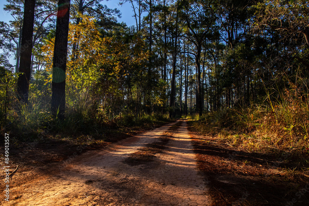 Naklejka premium Landscape of Thung Salaeng Luang National Park Phetchabun Province. Beautiful nature of morning sunrise and mist in the savannah in winter, Thailand.