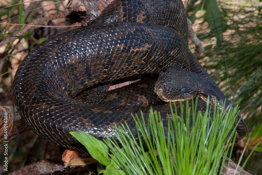 Boa de Madagascar, Acrantophis madagascariensis, Madagascar Boa de Madagascar, Acrantophis madagascariensis, Madagascar