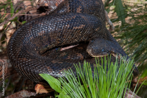 Boa de Madagascar, Acrantophis  madagascariensis, Madagascar photo