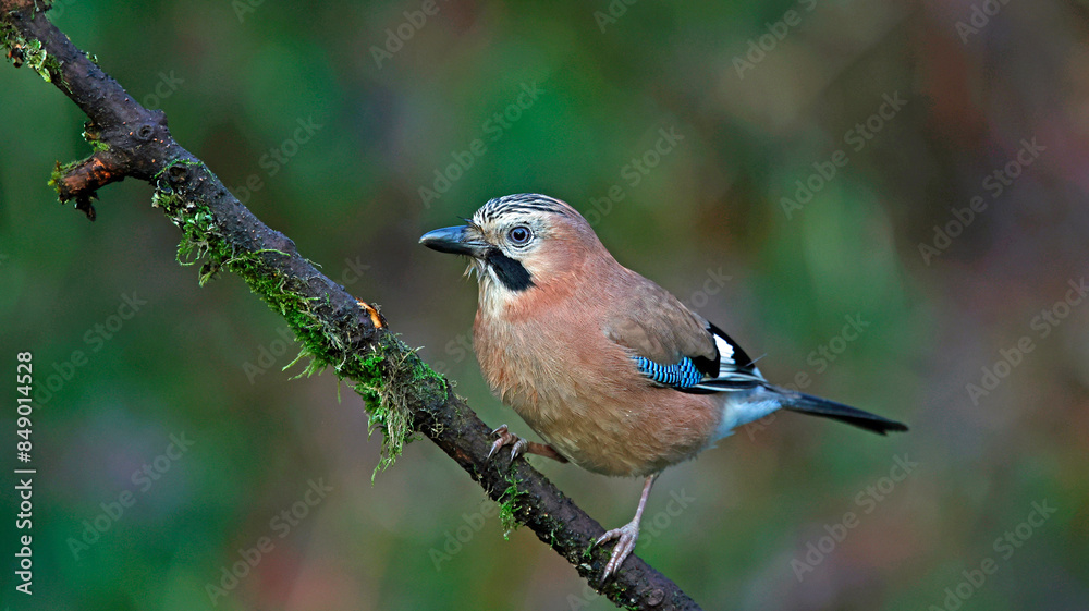 Obraz premium Eurasian jays feeding in the woods