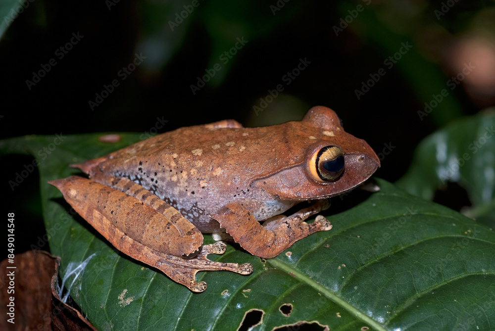 Obraz premium Grenouille de Madagascar, Boophis de Madagascar, Boophis madagascariensis, Madagascar